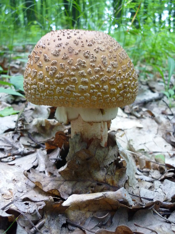 muchotrávka červenkastá Amanita rubescens Pers.