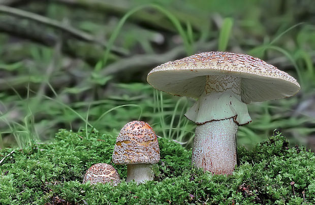 muchotrávka červenkastá Amanita rubescens Pers.