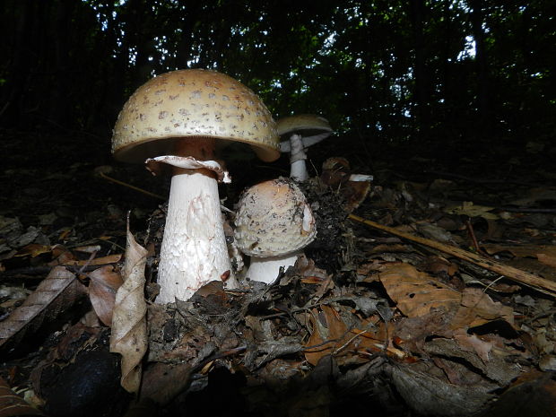 muchotrávka červenkastá Amanita rubescens Pers.