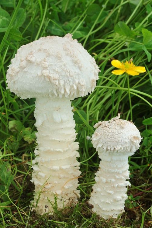 muchotrávka Vittadiniho Amanita vittadinii (Moretti) Vittad.