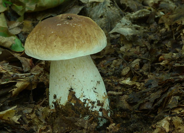 hríb smrekový Boletus edulis Bull.