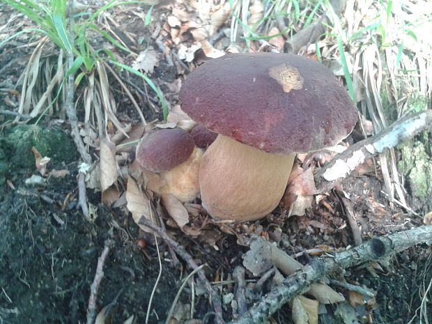 hríb sosnový Boletus pinophilus Pil. et Dermek in Pil.