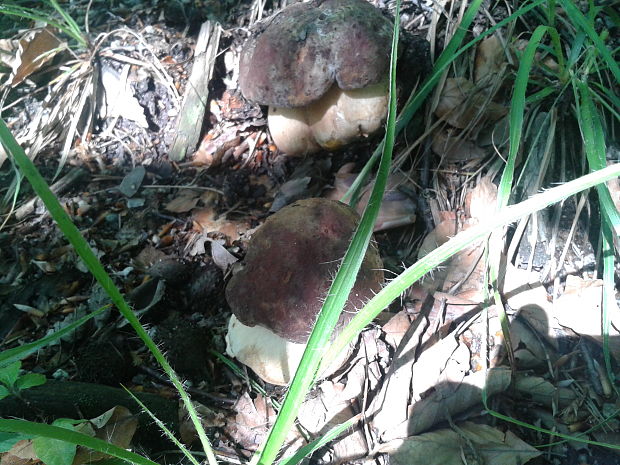 hríb sosnový Boletus pinophilus Pil. et Dermek in Pil.