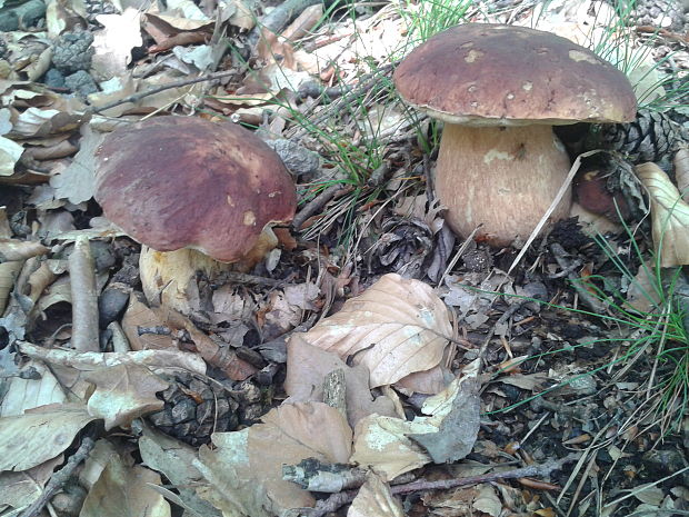 hríb sosnový Boletus pinophilus Pil. et Dermek in Pil.