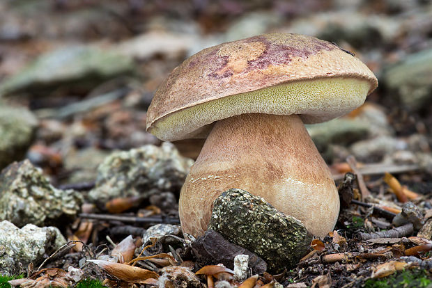 hríb sosnový Boletus pinophilus Pil. et Dermek in Pil.