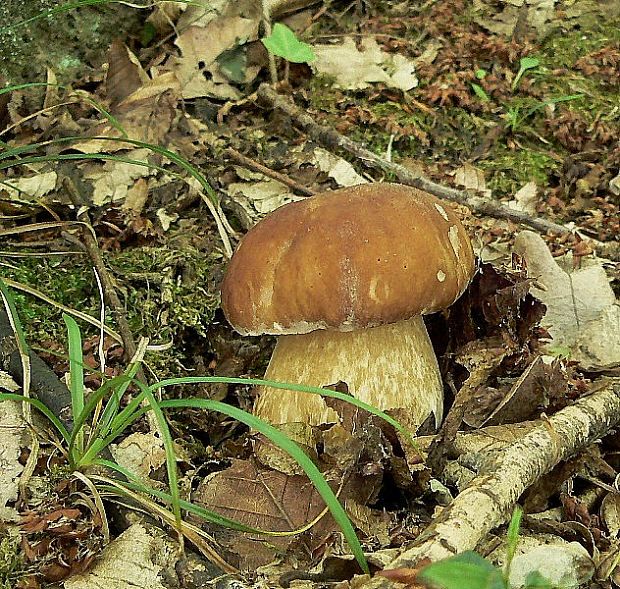 hríb dubový Boletus reticulatus Schaeff.