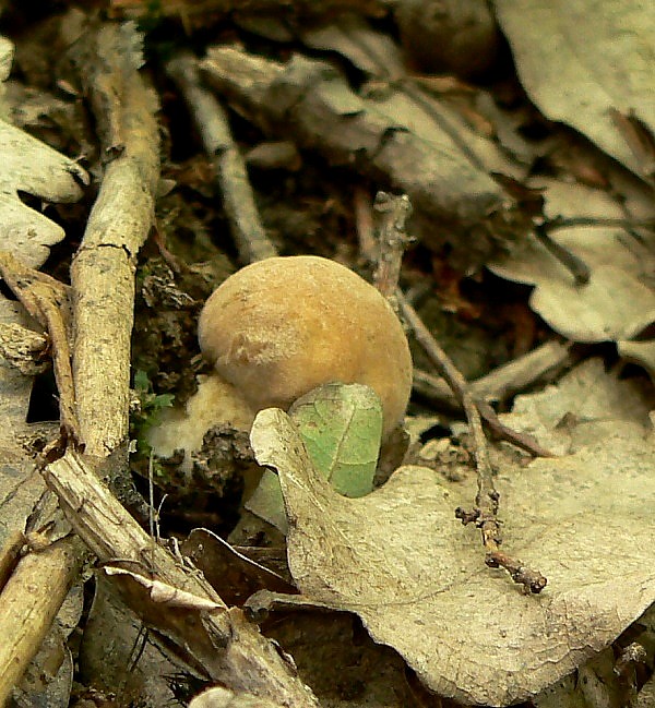 hríb dubový Boletus reticulatus Schaeff.