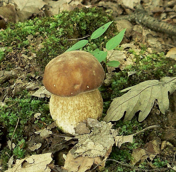 hríb dubový Boletus reticulatus Schaeff.