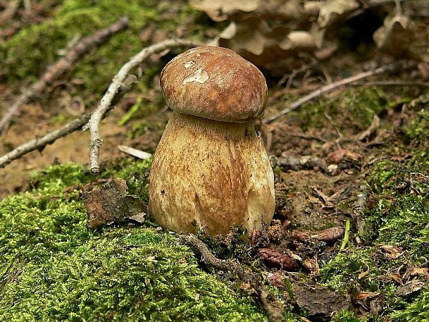 hríb dubový Boletus reticulatus Schaeff.