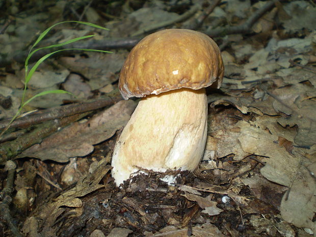 hríb dubový Boletus reticulatus Schaeff.