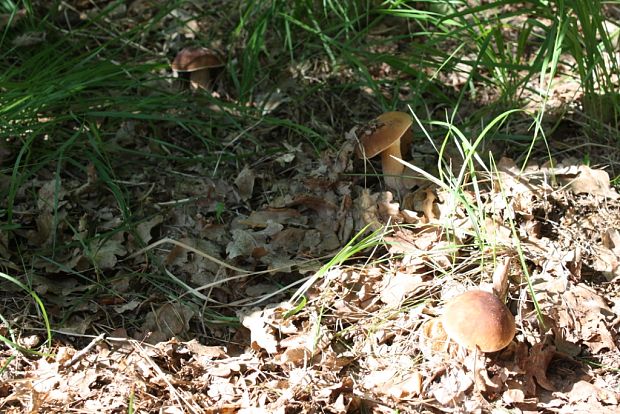 hríb dubový Boletus reticulatus Schaeff.