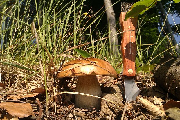 hríb dubový Boletus reticulatus Schaeff.