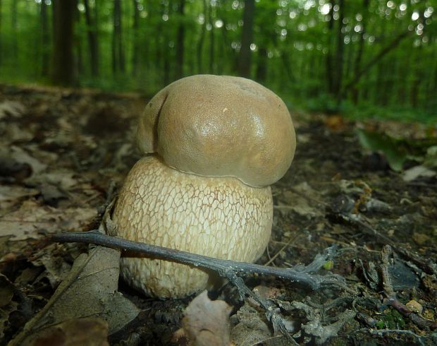 hríb dubový Boletus reticulatus Schaeff.