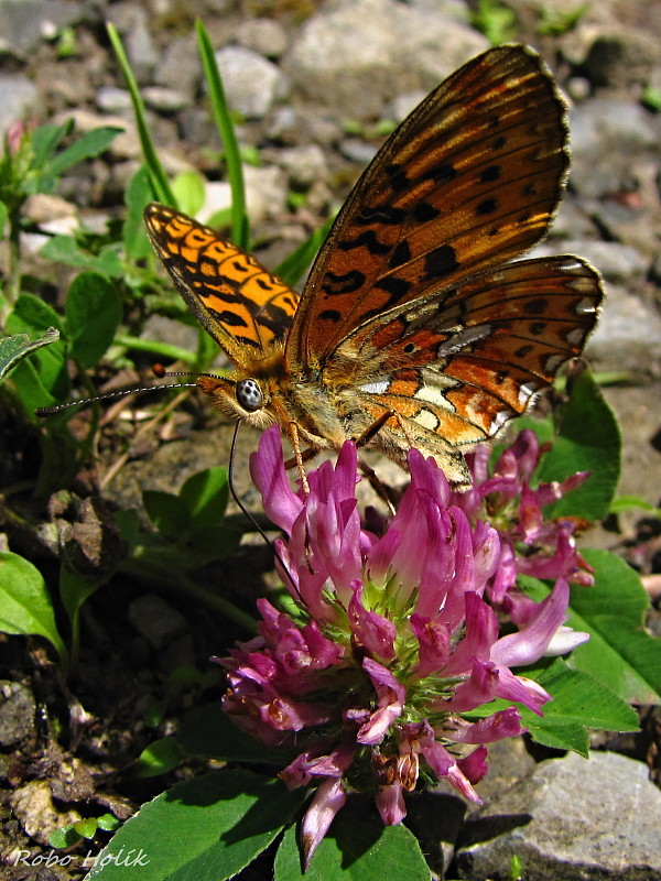 perlovec jahodníkový Boloria euphrosyne