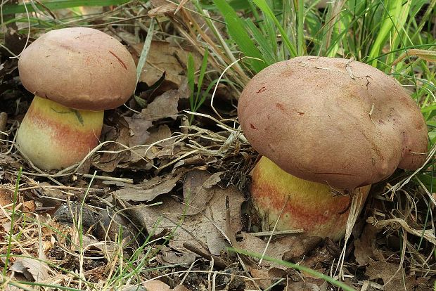 hríb nádherný Butyriboletus fuscoroseus (Smotl.) Vizzini & Gelardi