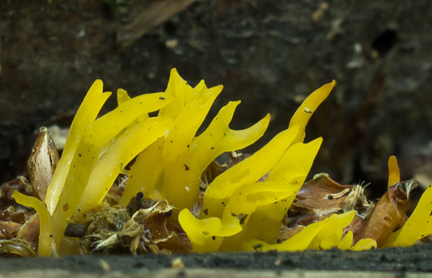 parôžkovec malý Calocera cornea (Fr.) Loud.