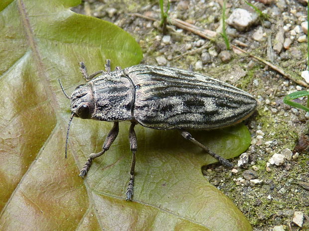 krasoň borovicový  Chalcophora mariana