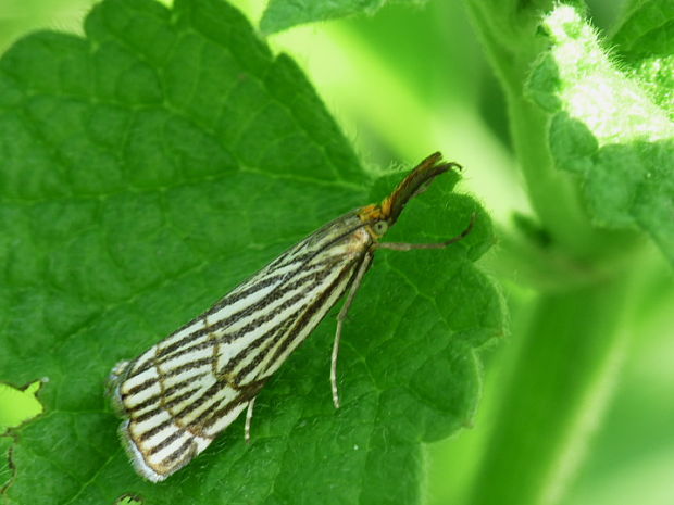 trávovec mriežkovaný Chrysocrambus craterella