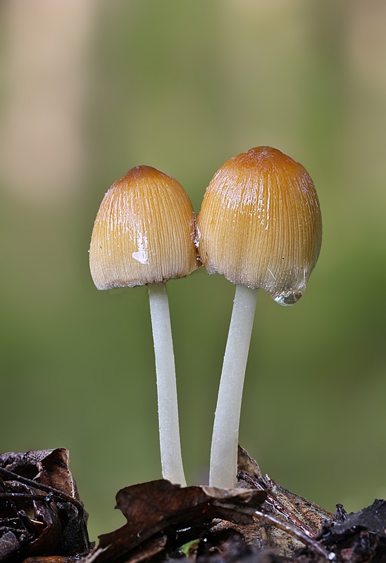 hnojník Coprinellus sp.