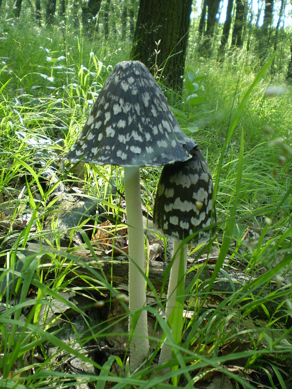 hnojník strakatý Coprinopsis picacea (Bull.) Redhead, Vilgalys & Moncalvo