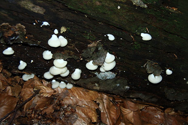 pahliva plochá Crepidotus applanatus (Pers.) P. Kumm.