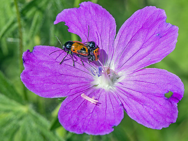 krytohlav Cryptocephalus bipunctatus Linnaeus 1758