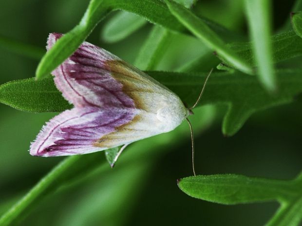 morička purpurová Eublemma purpurina