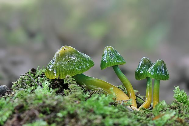 lúčnica žltozelená Gliophorus psittacinus (Schaeff.) Herink