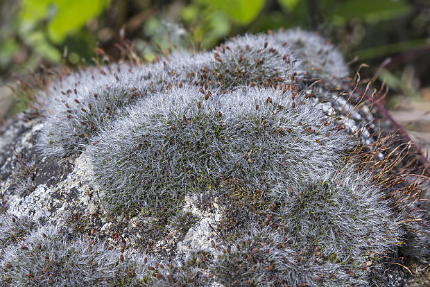 drobivka  Grimmia sp. (Hedw.) Sm.