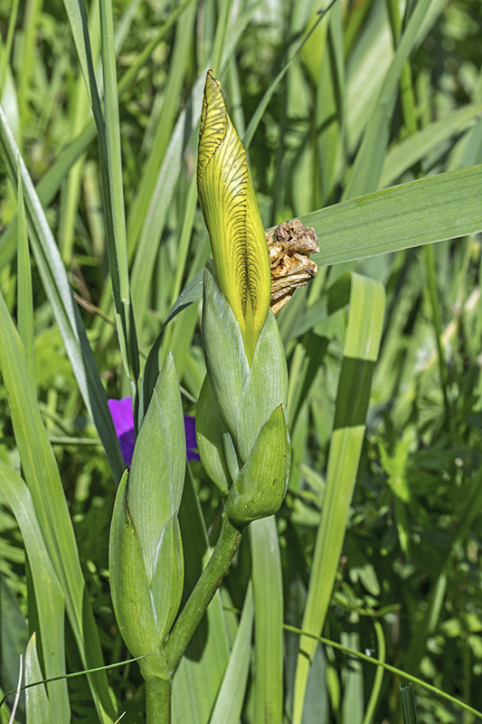 kosatec dvojfarebný Iris variegata L.