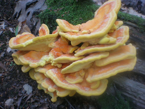 sírovec obyčajný Laetiporus sulphureus (Bull.) Murrill