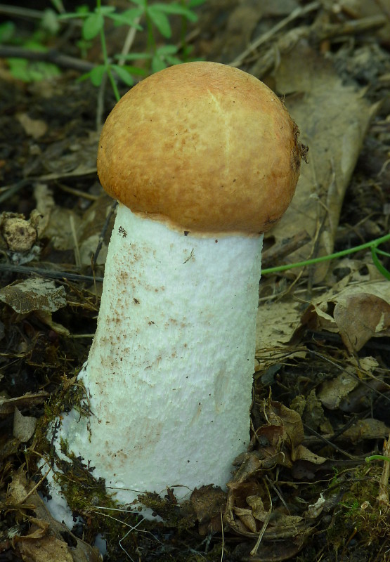 kozák osikový Leccinum albostipitatum den Bakker & Noordel.