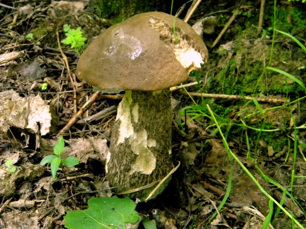 kozák topoľový f.robustná Leccinum duriusculum f. robustum  Lannoy & Estadès