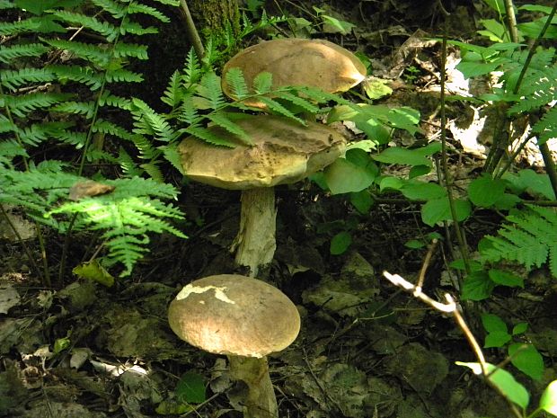 kozák topoľový Leccinum duriusculum (Schulzer ex Kalchbr.) Singer