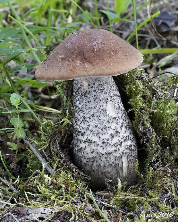 kozák čierny Leccinum melaneum (Smotl.) Pilát & Dermek