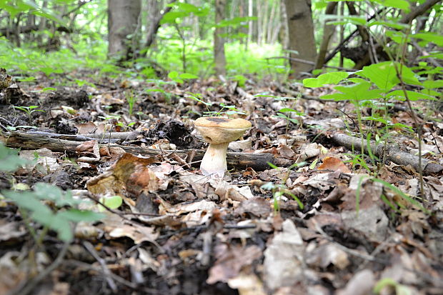 kozák hrabový Leccinum pseudoscabrum (Kallenb.) Šutara