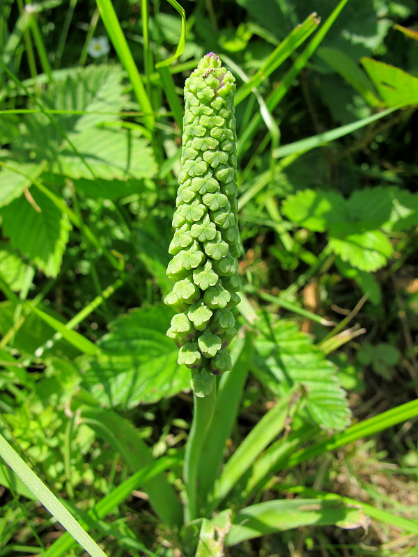 leopoldia chochlatá Leopoldia comosa (L.) Parl.