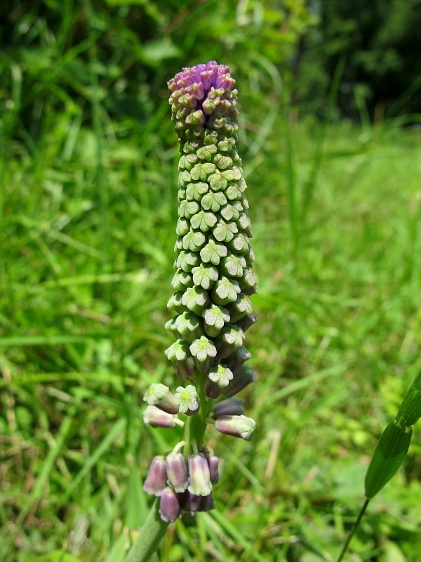 leopoldia chochlatá Leopoldia comosa (L.) Parl.