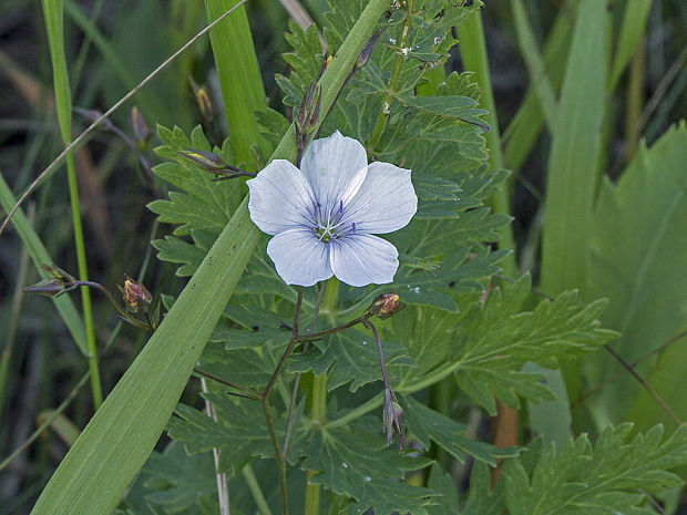 ľan tenkolistý Linum tenuifolium L.