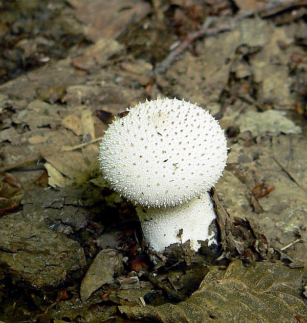 prášnica bradavičnatá Lycoperdon perlatum Pers.