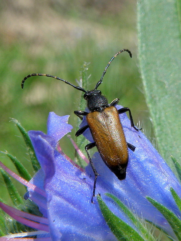 fuzáč Paracorymbia maculicornis