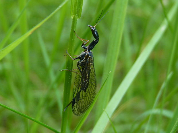 dlhokrčka  Phaeostigma sp.