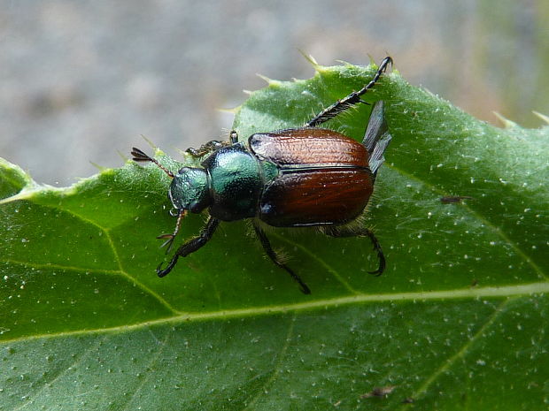 chrústovec záhradný  Phyllopertha horticola