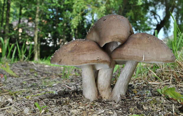 štítovka jelenia Pluteus cervinus (Schaeff.) P. Kumm.