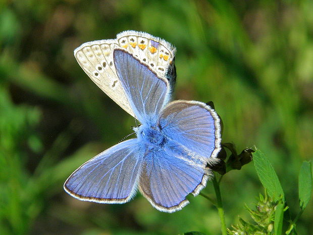 modráčik obyčajný  Polyommatus icarus