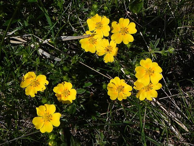 nátržník zlatý Potentilla aurea L.