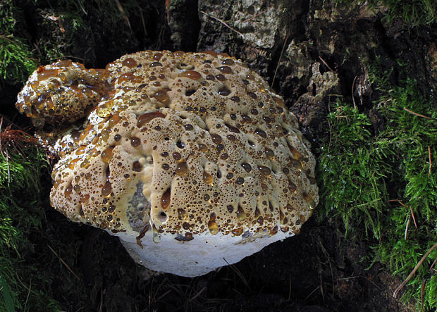 ryšavec slziaci Pseudoinonotus dryadeus (Pers.) T. Wagner & M. Fisch.