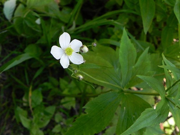 iskerník platanolistý Ranunculus platanifolius L.