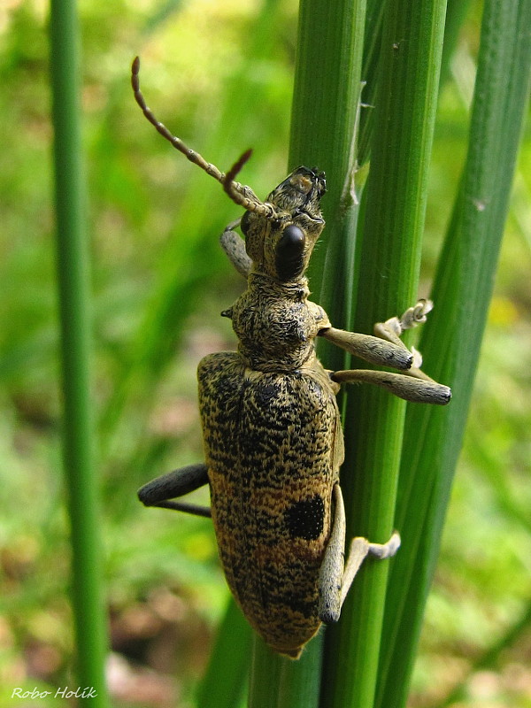 fuzáč Rhagium mordax