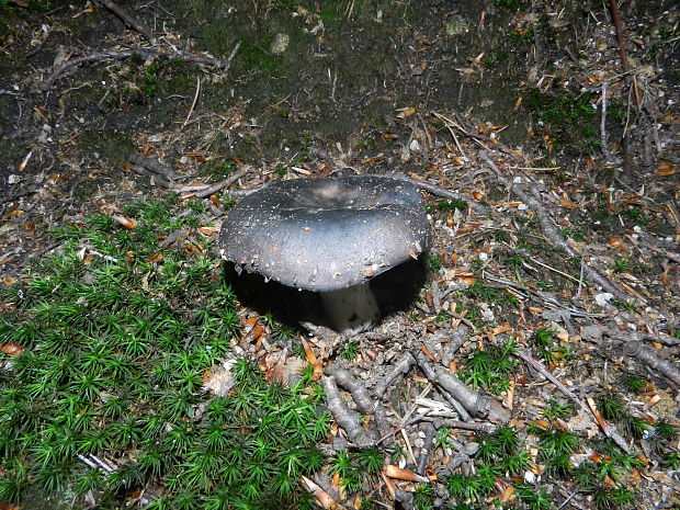 plávka olivová Russula olivacea (Schaeff.) Fr.